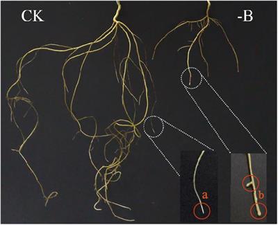 Boron Deficiency in Trifoliate Orange Induces Changes in Pectin Composition and Architecture of Components in Root Cell Walls